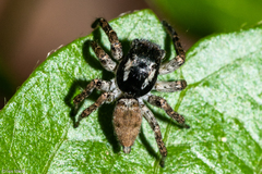 Sumampattus quinqueradiatus