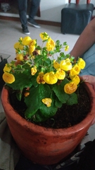 Calceolaria