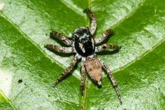 Sumampattus quinqueradiatus