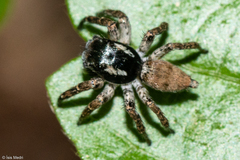 Sumampattus quinqueradiatus