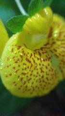 Calceolaria
