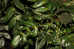 Berberis bealei