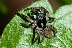 Sumampattus quinqueradiatus