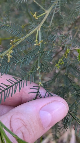 Acacia deanei iNat (3)