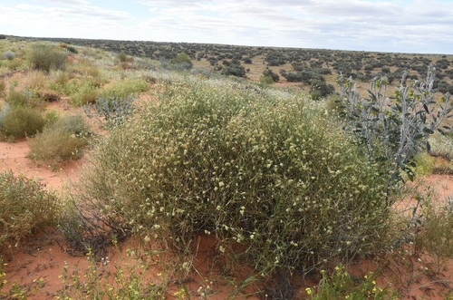 Zygochloa paradoxa