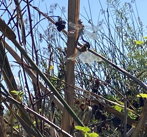 iNaturalist observation photo of Common Green Darner