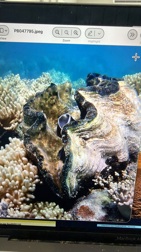 Tridacna gigas