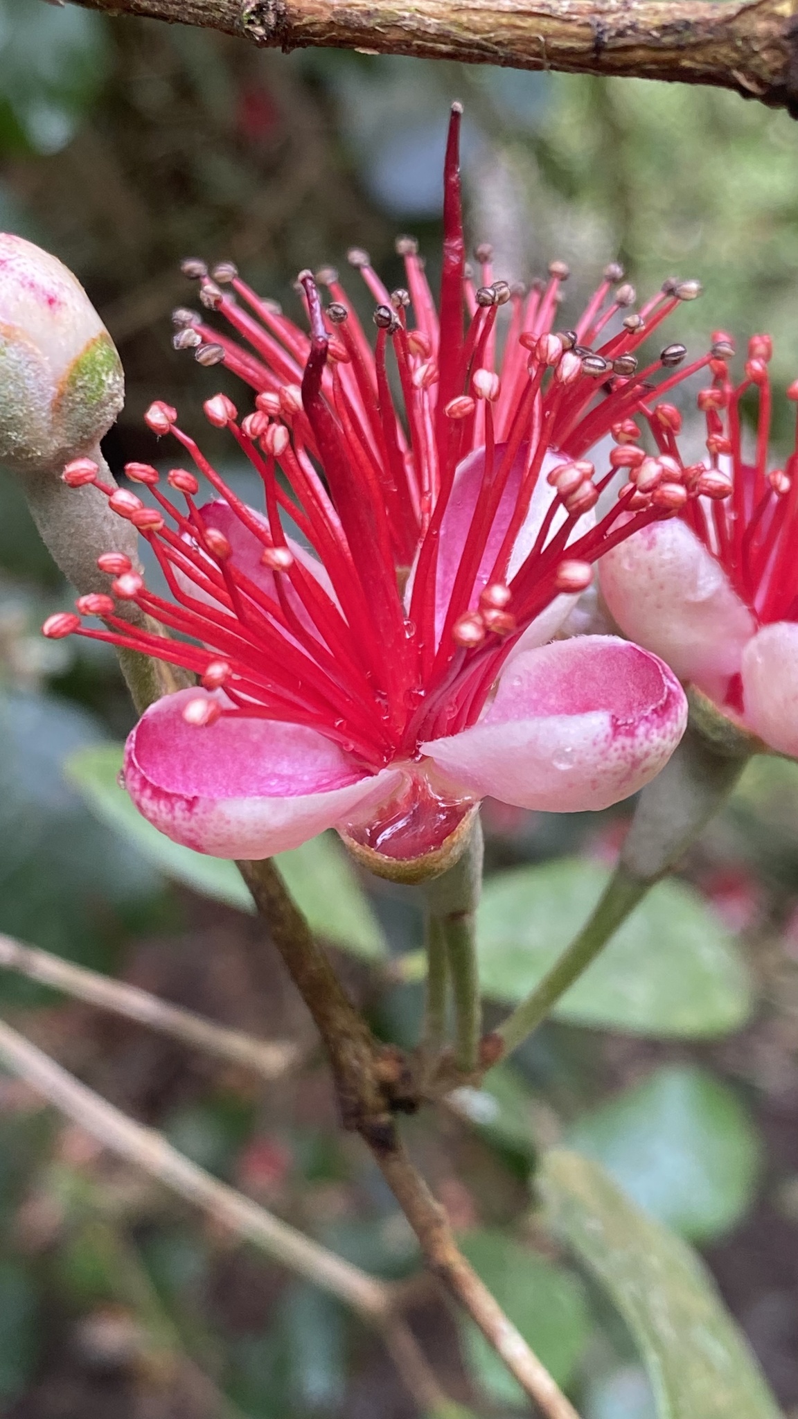 Feijoa sellowiana