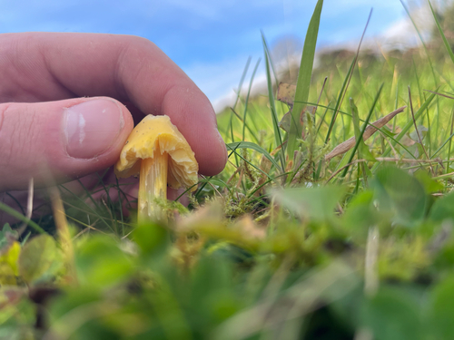 Persistent Waxcap