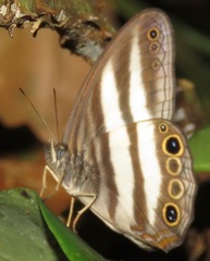 Pareuptychia hesionides