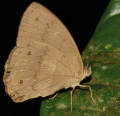 Pseudodebis valentina