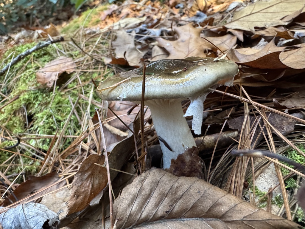 Hygrophorus fuligineus · November 2025 · photo: © siphonophoreslinger (iNaturalist, cc-by)