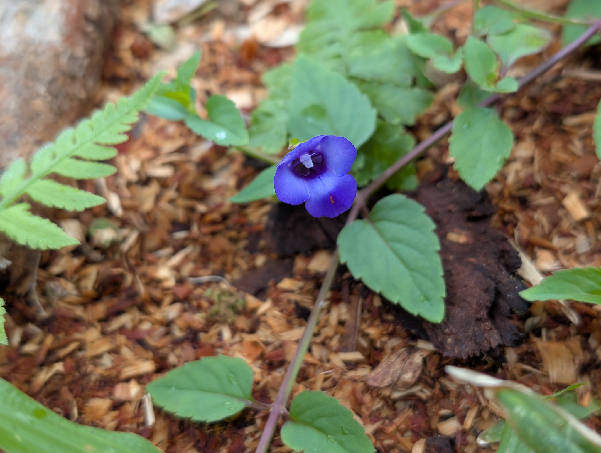 Asiatic Wishbone Flower (Torenia asiatica)