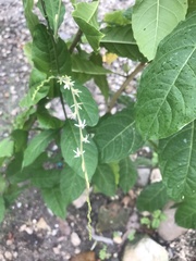 Petiveria alliacea