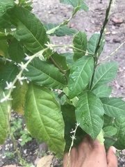 Petiveria alliacea