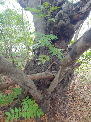 cobana negra (Stahlia monosperma)
