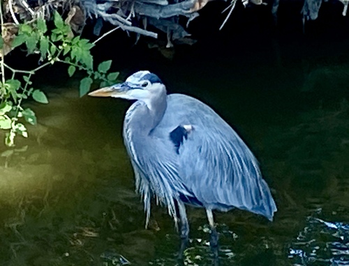 iNaturalist observation photo of Great Blue Heron