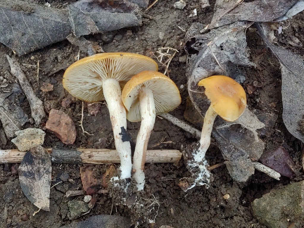 Calocybella sp. 'PR02'