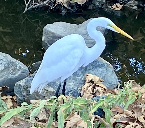 iNaturalist observation photo of Great Egret