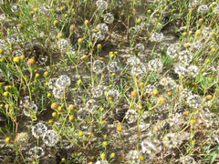 Picradeniopsis multiflora