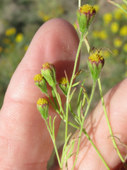 Picradeniopsis multiflora