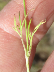 Picradeniopsis multiflora
