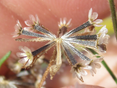Picradeniopsis multiflora