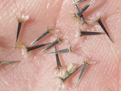 Picradeniopsis multiflora