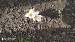 Crocus aleppicus