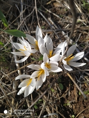 Crocus aleppicus