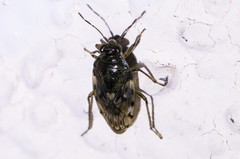 Saldidae