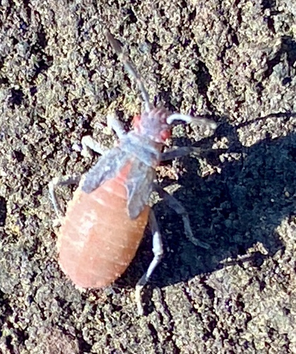 iNaturalist observation photo of Red-shouldered Bug