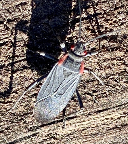 iNaturalist observation photo of Red-shouldered Bug