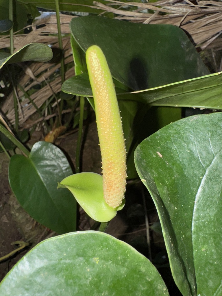 Anthurium guildingii · iNaturalist