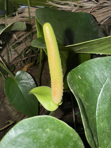 Anthurium guildingii · iNaturalist