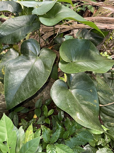 Anthurium guildingii · iNaturalist