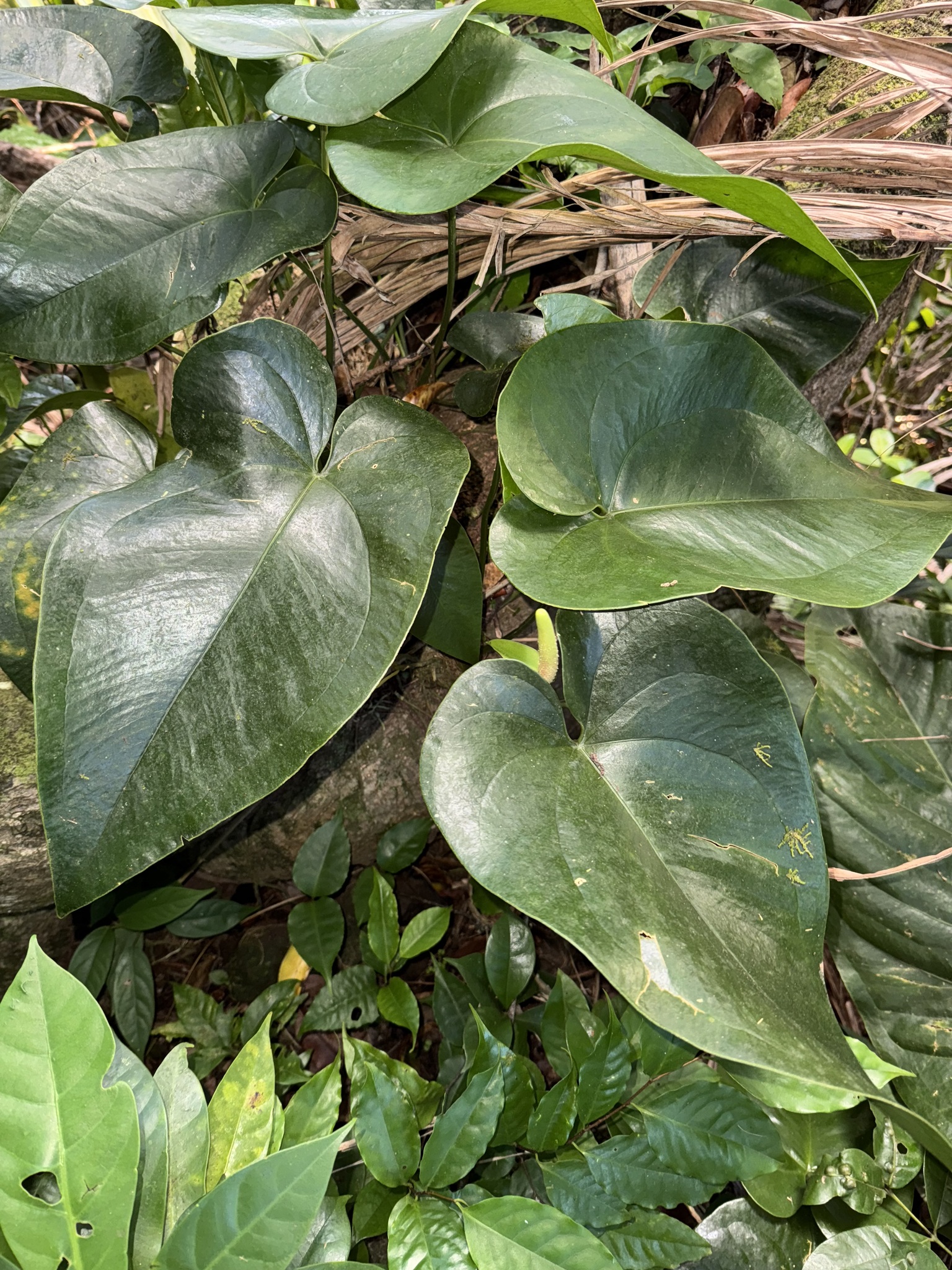 Anthurium guildingii · iNaturalist