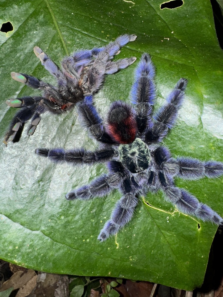 Antilles Pinktoe Tarantula