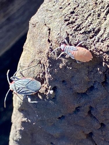 iNaturalist observation photo of Red-shouldered Bug