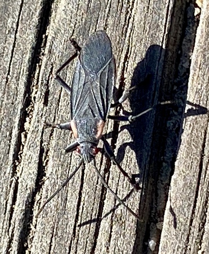 iNaturalist observation photo of Red-shouldered Bug