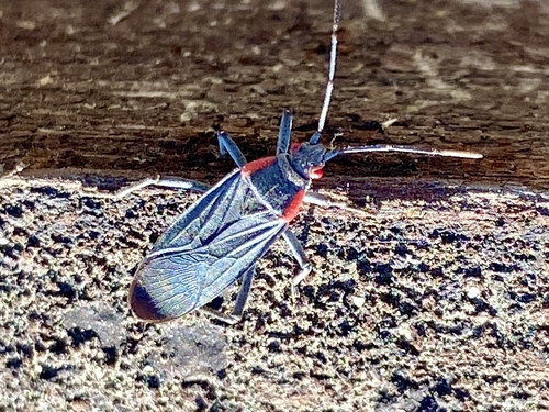 iNaturalist observation photo of Red-shouldered Bug