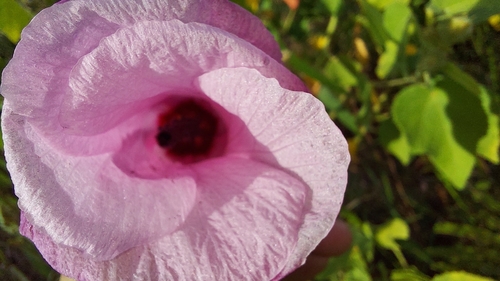 Lindenleaf Rosemallow (Hibiscus furcellatus)