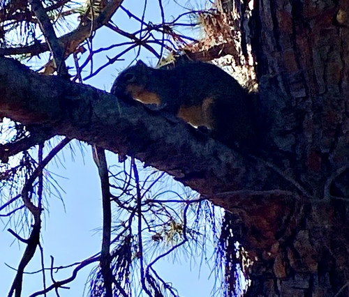 iNaturalist observation photo of Eastern Fox Squirrel