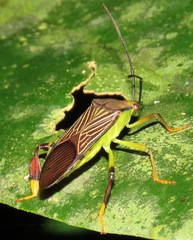 Melucha lineatella