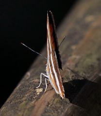 Adelpha melona pseudarete