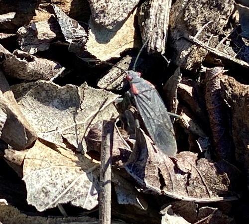 iNaturalist observation photo of Red-shouldered Bug