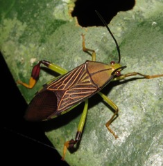 Melucha lineatella