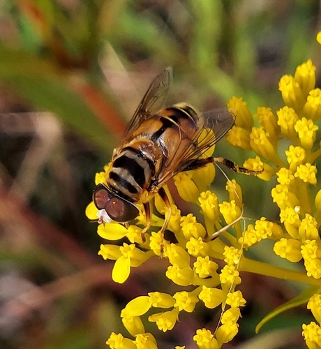 Unknown species found near Hobe Sound, FL 33455, USA
