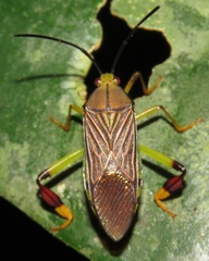 Melucha lineatella