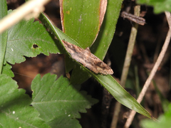 Lepidoptera
